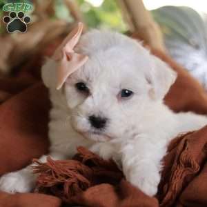 Tiny-Holly, Bichon Frise Puppy